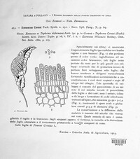Taphrina cerasi image